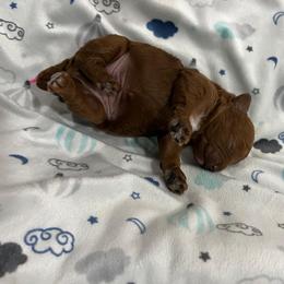 Tom - Red  male Poodle puppy in Miami, Florida from Sakura Poodles