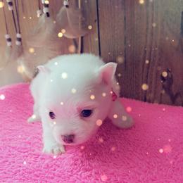 Girl 1 - Chocolate merle female Pomeranian puppy in Lore City, Ohio from Tonia's Pomeranians