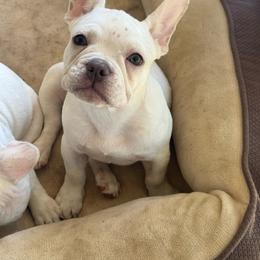 Dixie - White female French Bulldog puppy in Hartsville, Tennessee from Blueridge Frenchies