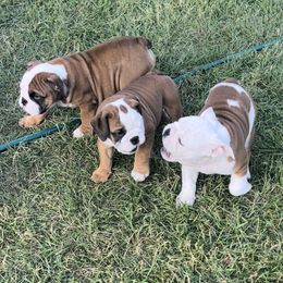 Bulldogs from Millwood Bulldogs