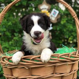 Aussiedoodles, Australian Shepherds, Miniature Australian Shepherds, and Poodles from Lightning K Kanine’s