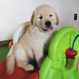 Golden Retriever Puppies from Honeysweet Goldens