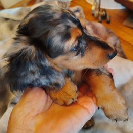Daisy - Dapple female Dachshund puppy in Bangs, Texas from Lickin'bach Miniature Dachshunds