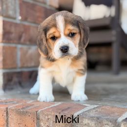 Micki - Black tan and white male Beagle puppy in Mansfield, Missouri from Rippee Creek Kennel