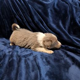 Erick - White and red male Border Collie puppy in Grapeview, Washington from Athena’s Collies