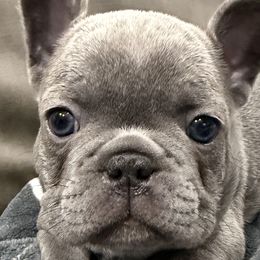 French Bulldogs from Pacific French Bulldogs