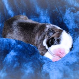 Baby Girl 3 - Black brindle and white female Boston Terrier puppy in Kingsport, Tennessee from Sleepwalker Bostons
