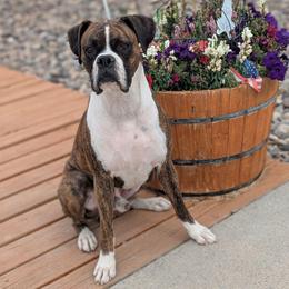 Buck - Boxer