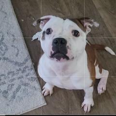 Halo - Staffordshire Bull Terrier