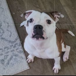 Halo - Staffordshire Bull Terrier