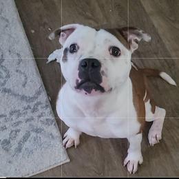 Halo - Staffordshire Bull Terrier