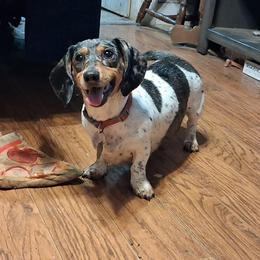 Shikoba - Dachshund