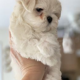 Maltese Puppies from Platinum Dunes Maltese