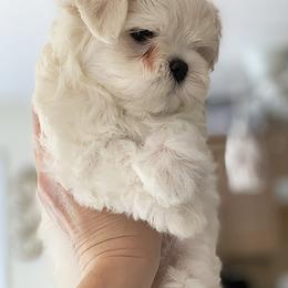 Maltese Puppies from Platinum Dunes Maltese