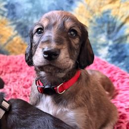 Diyan - Red Collar - Red male Saluki puppy in Los Angeles, California from Srinagar Salukis