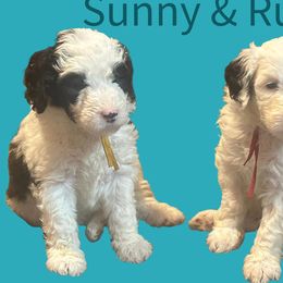 Sunny - Black and white Sheepadoodle puppy in Candler, North Carolina from Celia's Sheepadoodles