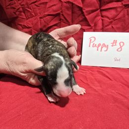 Beryl - White and red brindle female Whippet puppy in Alvin, Texas from Pecan Grove Akitas & Whippets