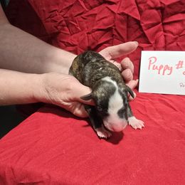 Beryl - White and red brindle female Whippet puppy in Alvin, Texas from Pecan Grove Akitas & Whippets