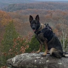 German Shepherds from Honey Bee Kennels