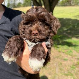 Fudge - Brown and white male Cockapoo puppy in Albany, Kentucky from Windy Pines Farm