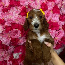Yellow collar - Parti female Goldendoodle puppy in Bakersfield, California from Cisneros Goldendoodles