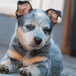 Cheer - Blue speckled female Australian Cattle Dog puppy in Escondido, California from Tin Roof Australian Cattle Dogs