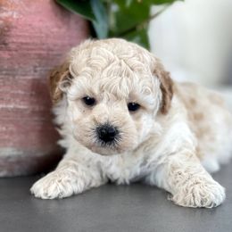 Maltipoo, Shichon, and Shihpoo Puppies from Timbercreek Puppies