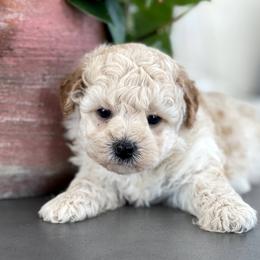 Maltipoo, Shichon, and Shihpoo Puppies from Timbercreek Puppies