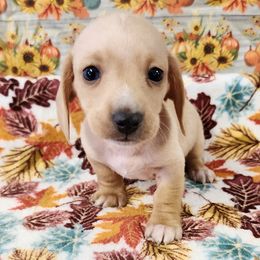 Titan - Dapple male Dachshund puppy in Anaconda, Montana from Williams Family Dachshunds