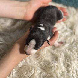 Daytona - Black brindle female Whippet puppy in Clinton, Tennessee from Ivanhoe Borzoi