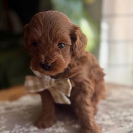 Oaty - Red  male Goldendoodle puppy in Platteville, Wisconsin from French Creek Doodles