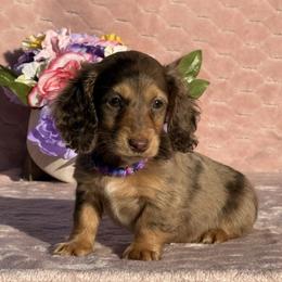 Lexi - Chocolate and tan female Dachshund puppy in Lincoln, Arkansas from Red Dirt Dachshunds