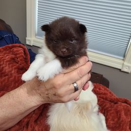 Pomeranian Puppies from Merri's Pom's