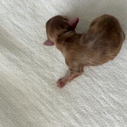Tiny tiny dapple girl - Dapple female Dachshund puppy in Sebring, Florida from Mini Weenies