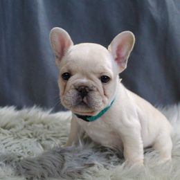 Boxer, Bulldog, and French Bulldog Puppies from Hillview Kennels