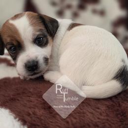 Aster - White and tan female Russell Terrier puppy in Harvel, Illinois from Ruff and Tumble Russell Terriers