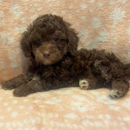 Shamrock - Phantom male Poodle puppy in Warren, Michigan from Annette Patterson