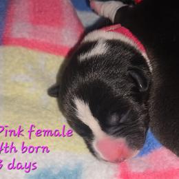 Pink - Black and white female Cardigan Welsh Corgi puppy in Lynchburg, Ohio from Old Iron Farm