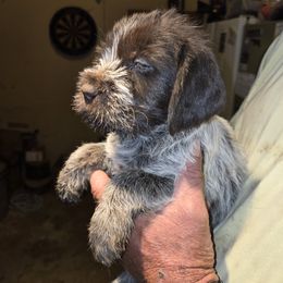 Girl 3 - female Wirehaired Pointing Griffon puppy in Flagstaff, Arizona from Agassiz Wirehaired Pointing Griffons