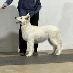 Berger Blanc Suisse Puppies from Wynter Spirit Kennels