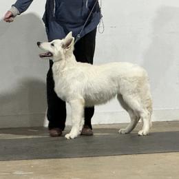 Berger Blanc Suisse Puppies from Wynter Spirit Kennels