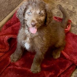Cookie - Brown and white female Aussiedoodle puppy in San Diego (Jamul), California from Lee Valley Scotties
