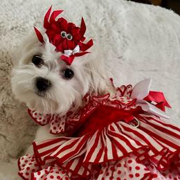 April - White female Maltese puppy in Buckeye, Arizona from Casper’s maltese