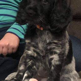 Large Münsterländer Puppies from CheddArris Kennel