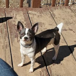 Genie - Chihuahua