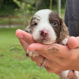 Mr. Red-4800 - Dapple male Dachshund puppy in Ocala/Gainesville, Florida from From the Heart Doxies