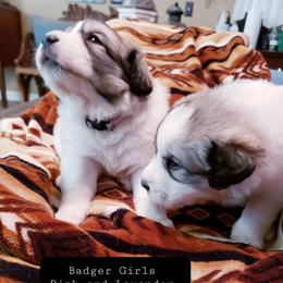 Willow - White and badger female Great Pyrenees puppy in Yucaipa, California from Rusty Horse Ranch Great Pyrenees