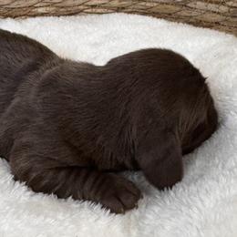 Theo - Chocolate and tan male Dachshund puppy in Wallingford, Kentucky from Hensley Homestead Dachshunds