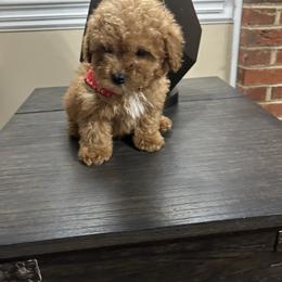 Elliot - Red  male Goldendoodle puppy in Mint Hill, North Carolina from DoodleForever