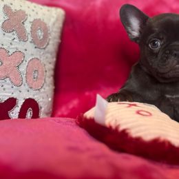French Bulldog Puppies from Fancy Frenchies